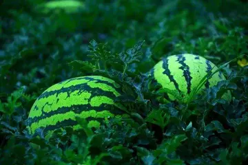 夏天的天气作文（《夏天的风景》）