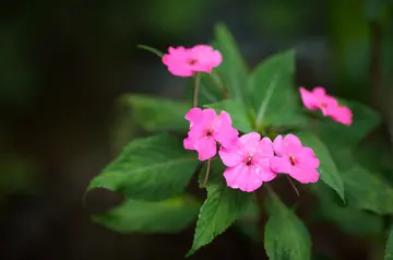 我爱的夏天作文（《别样的夏天》）