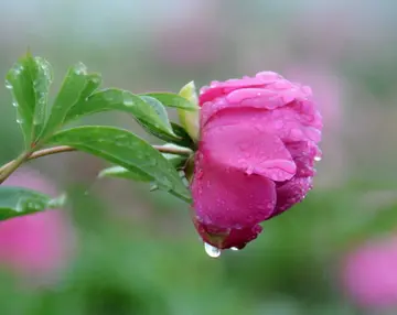 我爱的夏天作文（《夏天的暴雨》）