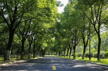 乡村的夏天作文（《夏天的风景》）