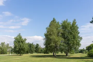 夏天的校园作文（《夏天的风景》）