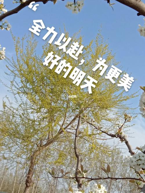 有关全力以赴坚持句子的短句文案（《全力以赴，燃烧梦想》
）