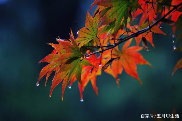 有关秋雨句子唯美短句子的句子有哪些（《秋雨悠然》——秋雨带来的淡淡忧伤
）