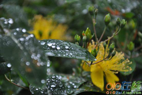 有关秋雨句子唯美短句子的句子有哪些（《秋雨悠然》——秋雨带来的淡淡忧伤
）