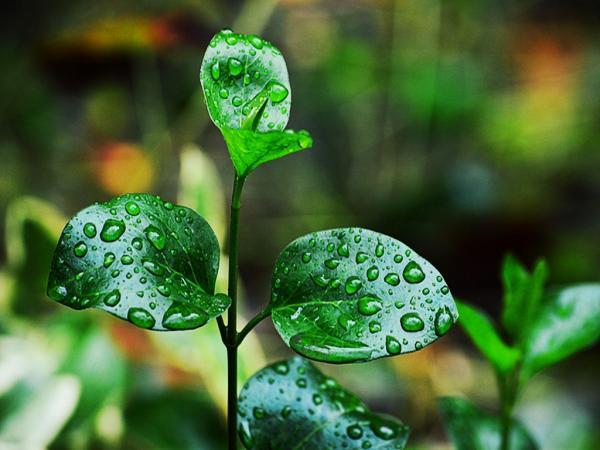 秋天下雨的心情说说（秋雨意境，细数芳华
）