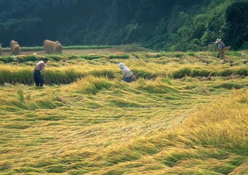 秋天古诗词大全100首（精选七首秋天诗词）