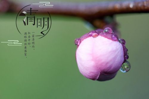 适合清明节的短句（清明节短句：缅怀先人，感悟生命
）