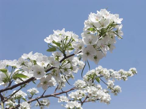 梨花的说说（梨花飘落唯美瞬间的句子短句）