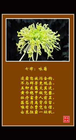 菊花品质和精神的诗句（形容菊花高尚品德的摘抄）