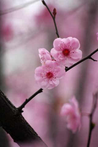 关于樱桃花的优美句子（赞美樱桃花的优美简短寄语）