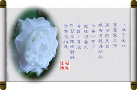 山茶花古诗十首（山茶花高级文案祝福语）