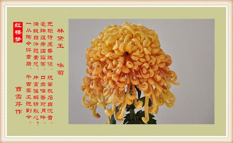 关于菊花的古诗10首（小学生必背菊花唯美）