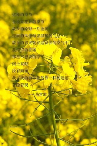 关于描写油菜花的优美句子（描写油菜花的好句好段书摘）