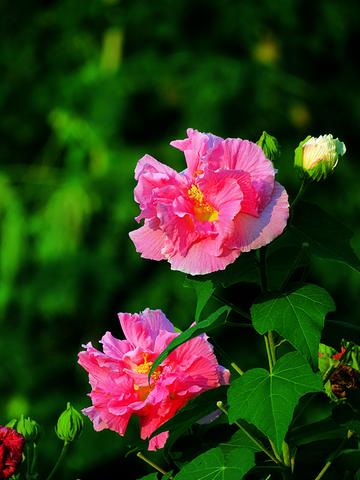 称赞芙蓉花的诗句（赞美芙蓉花的欣赏警句）