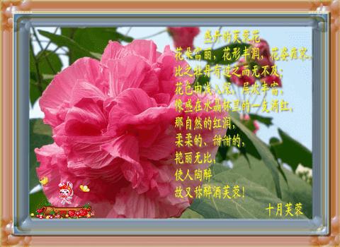 称赞芙蓉花的诗句（赞美芙蓉花的欣赏警句）