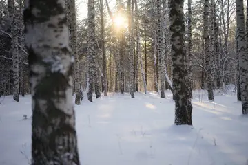 春天的家乡作文（《家乡的风景》）