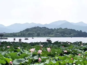 家乡的荷花优秀作文（《迷人的家乡》）