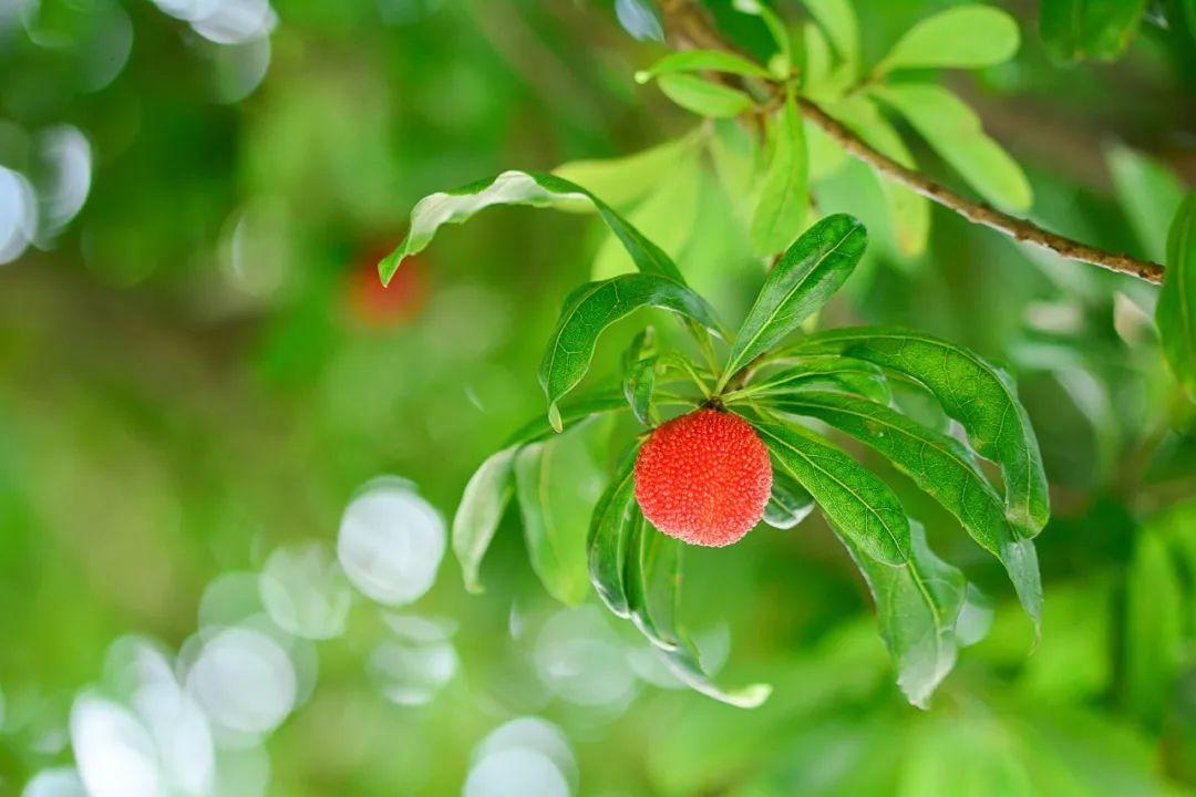 立夏唯美古诗大全（45首立夏诗词）