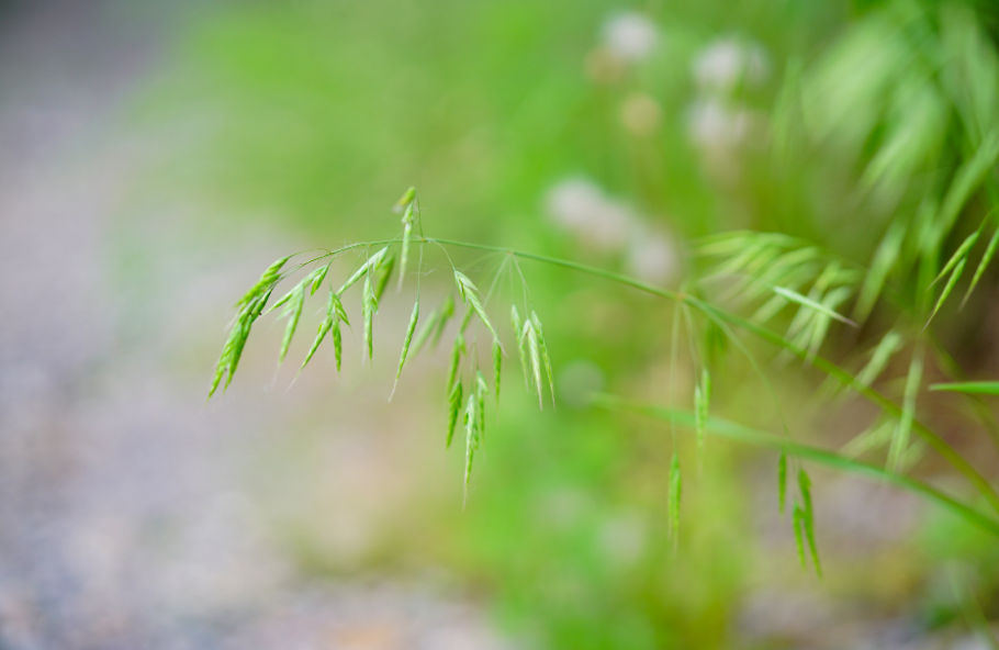 赞美12首立夏的古诗词（夏天的诗句大全集）