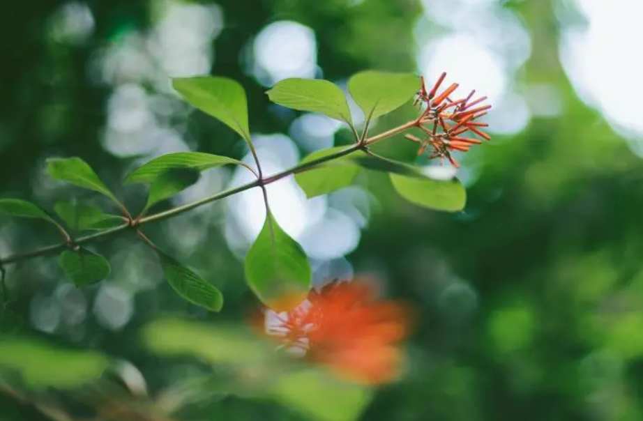 赞美12首立夏的古诗词（夏天的诗句大全集）