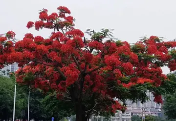 春节中的记忆作文（《春节的趣事》）