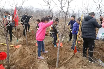 植树的益处与快乐作文（植树的愿望）