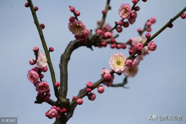 描写梅花的古诗词句大全（经典咏梅古诗词30首）