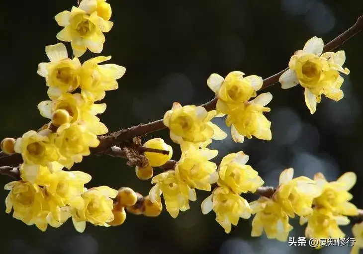 关于梅花的古诗词有哪些（10首梅花诗词）