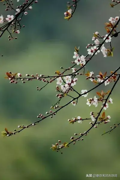 关于梅花的古诗词小学（有韵味八首梅花诗）