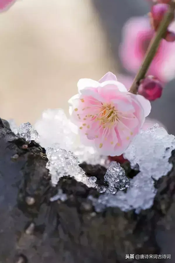 关于梅花的古诗词小学（有韵味八首梅花诗）