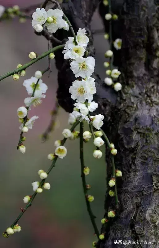 关于梅花的古诗词小学（有韵味八首梅花诗）