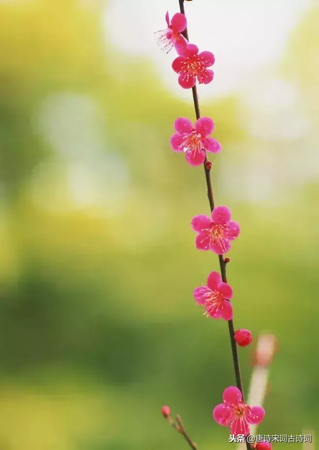 关于梅花的古诗词小学（有韵味八首梅花诗）