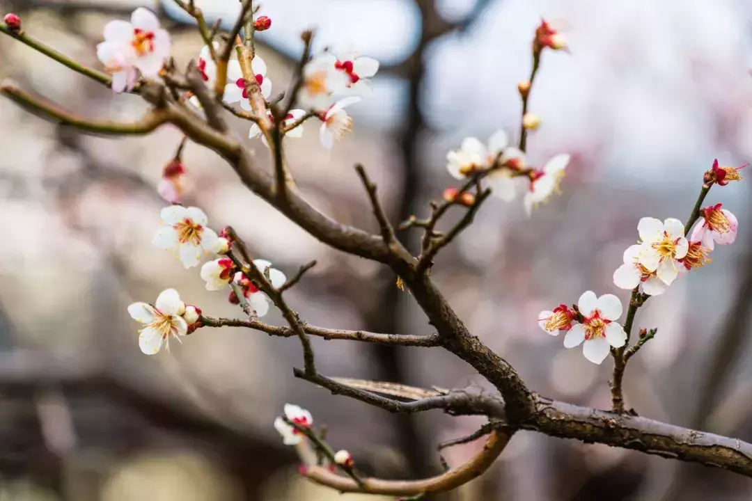 经典的梅花古诗词赏析（十首梅花诗词古句）