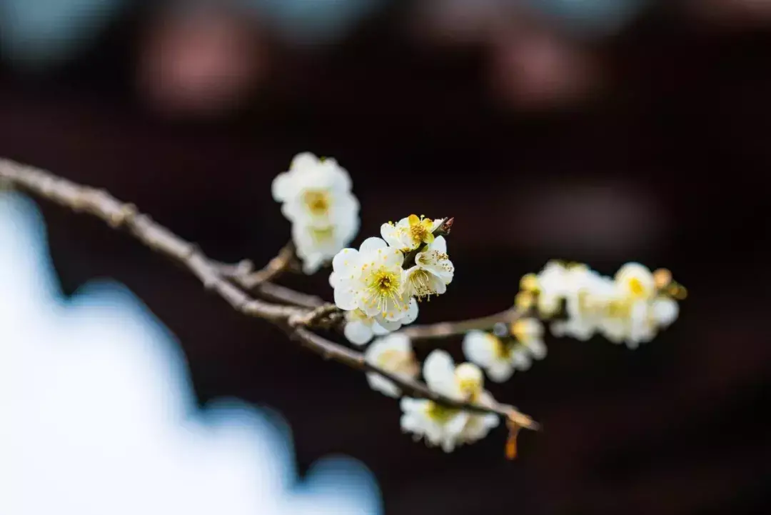 经典的梅花古诗词赏析（十首梅花诗词古句）