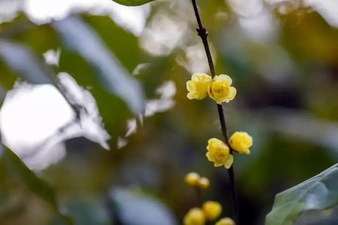 经典的梅花古诗词赏析（十首梅花诗词古句）