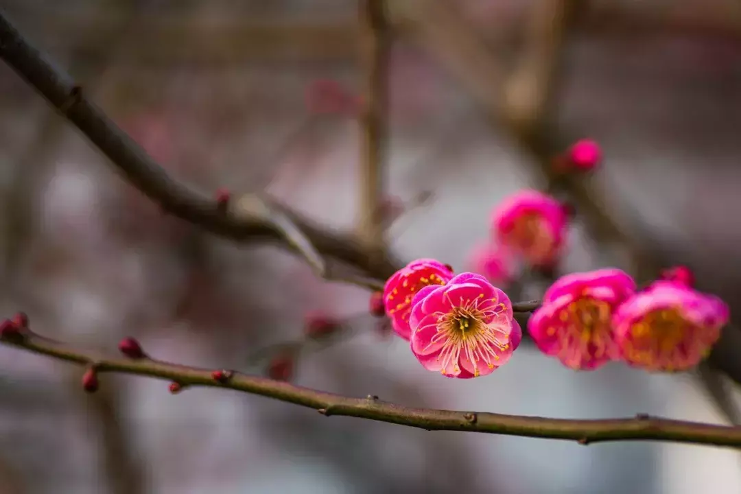 经典的梅花古诗词赏析（十首梅花诗词古句）