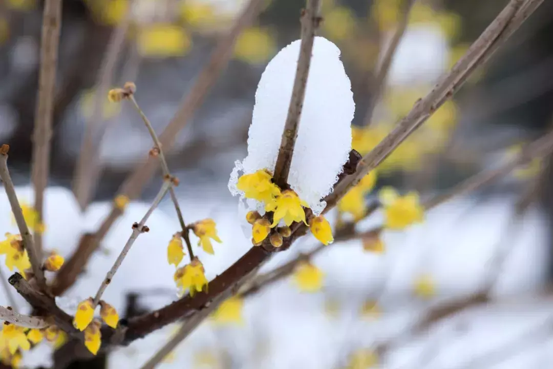 经典的梅花古诗词赏析（十首梅花诗词古句）