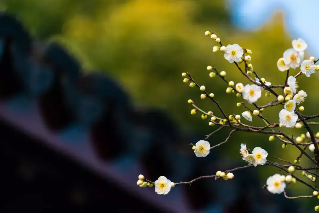 经典的梅花古诗词赏析（十首梅花诗词古句）