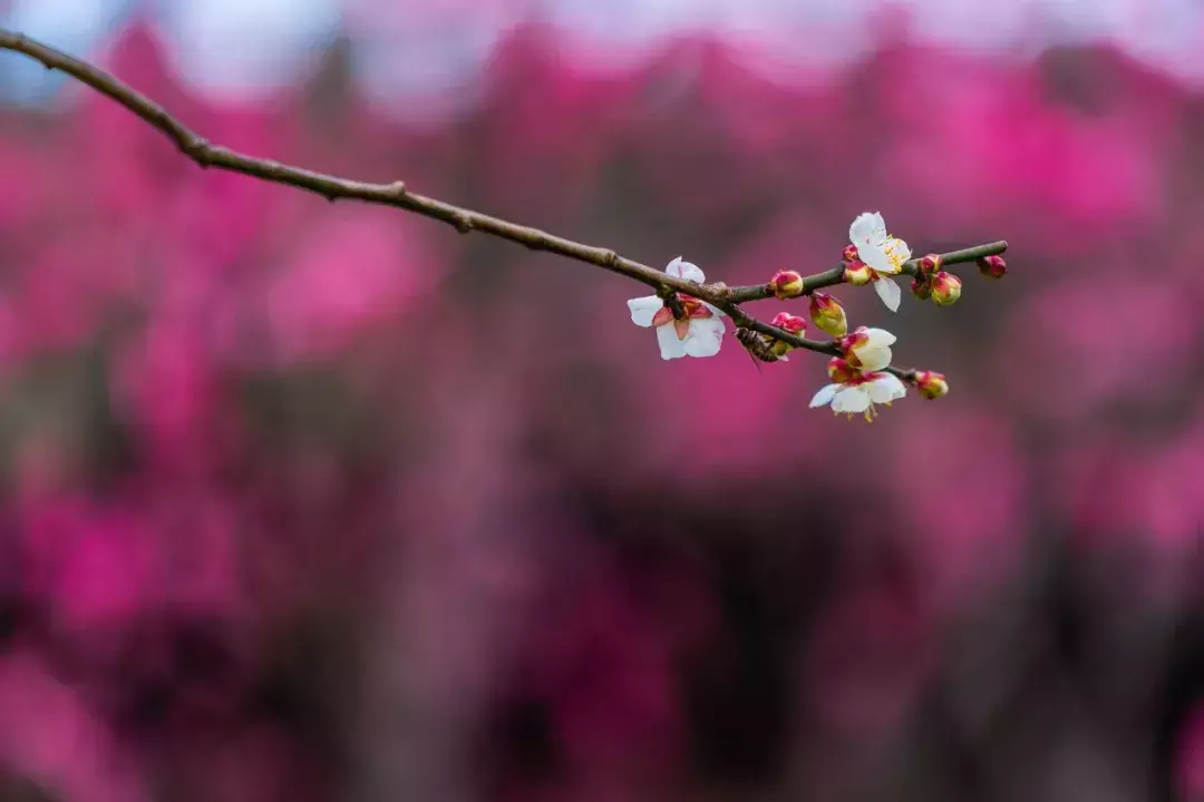 经典的梅花古诗词赏析（十首梅花诗词古句）