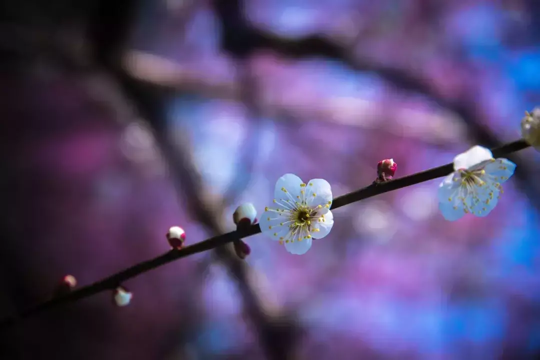 经典的梅花古诗词赏析（十首梅花诗词古句）