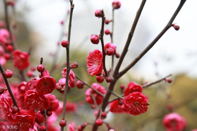 描写梅花的古诗词句大全（分享45首梅花诗词）