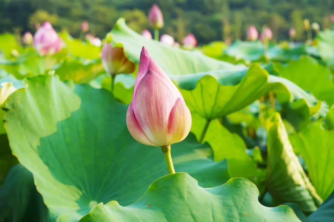 有关荷花的唯美古诗词（30首荷花诗词）