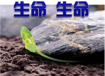 珍惜生命作文600字范文（共同进步）