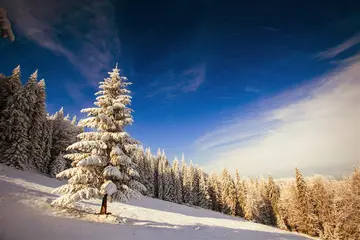 雪山的唯美作文600字（美好的心愿）