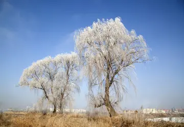 柳树的坚强作文600字（难以忘怀的回忆）