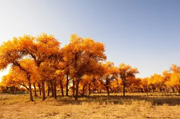 难忘的教师节优秀作文（《难忘的风景》）