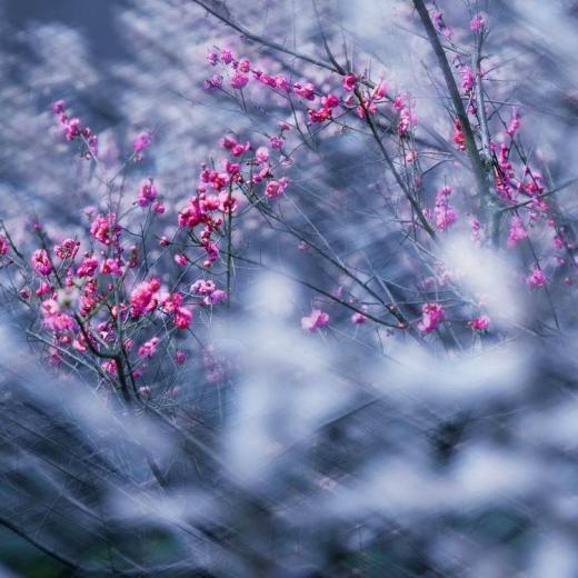 赞美梅花傲骨的诗句（15首梅花诗词）