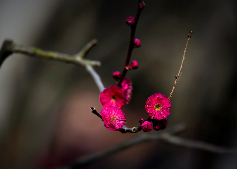 赞美梅花傲骨的诗句（十首红梅的诗词）