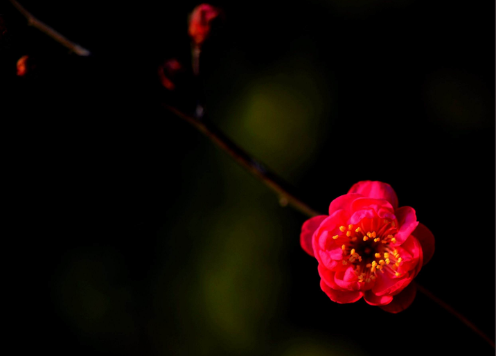 赞美梅花傲骨的诗句（十首红梅的诗词）