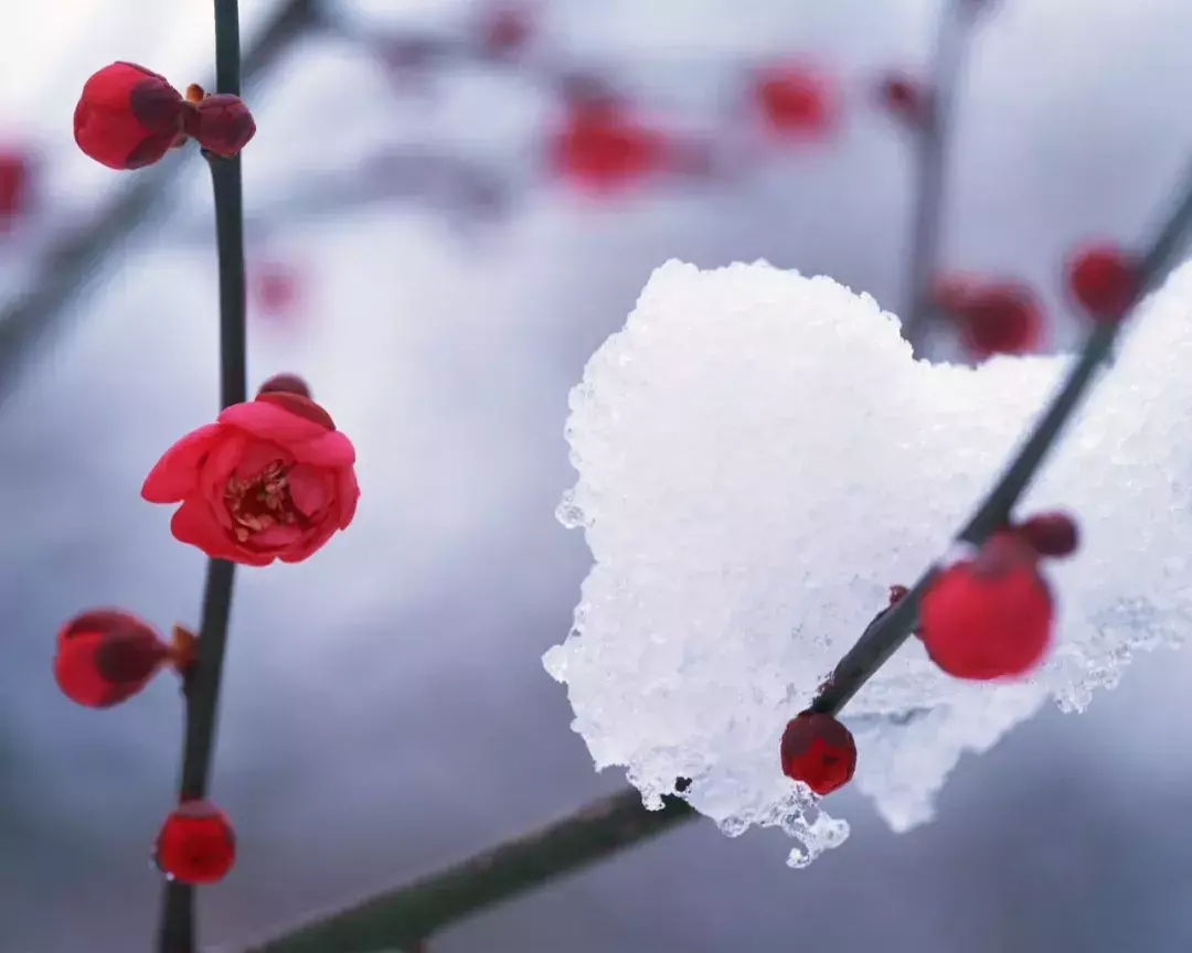 赞美梅花的优美诗句鉴赏（十首梅花古诗）